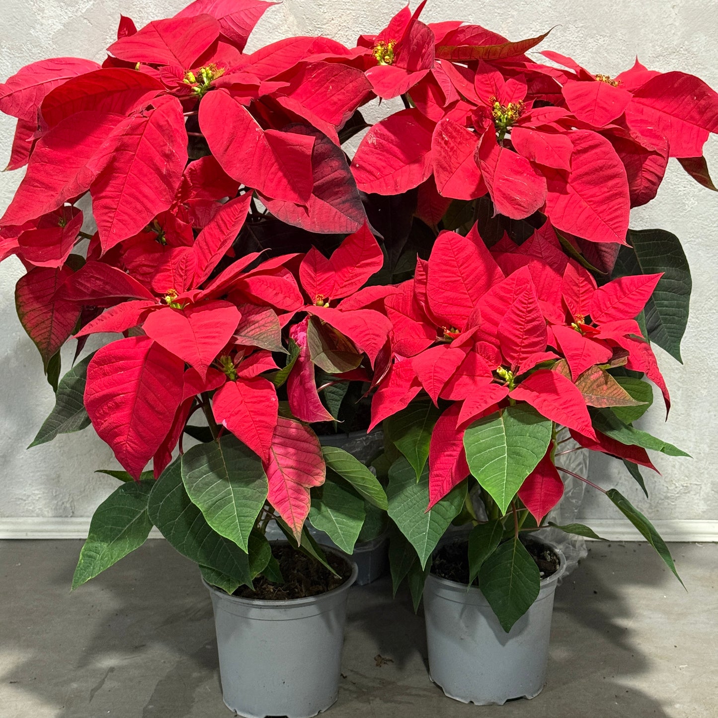 Poinsettia