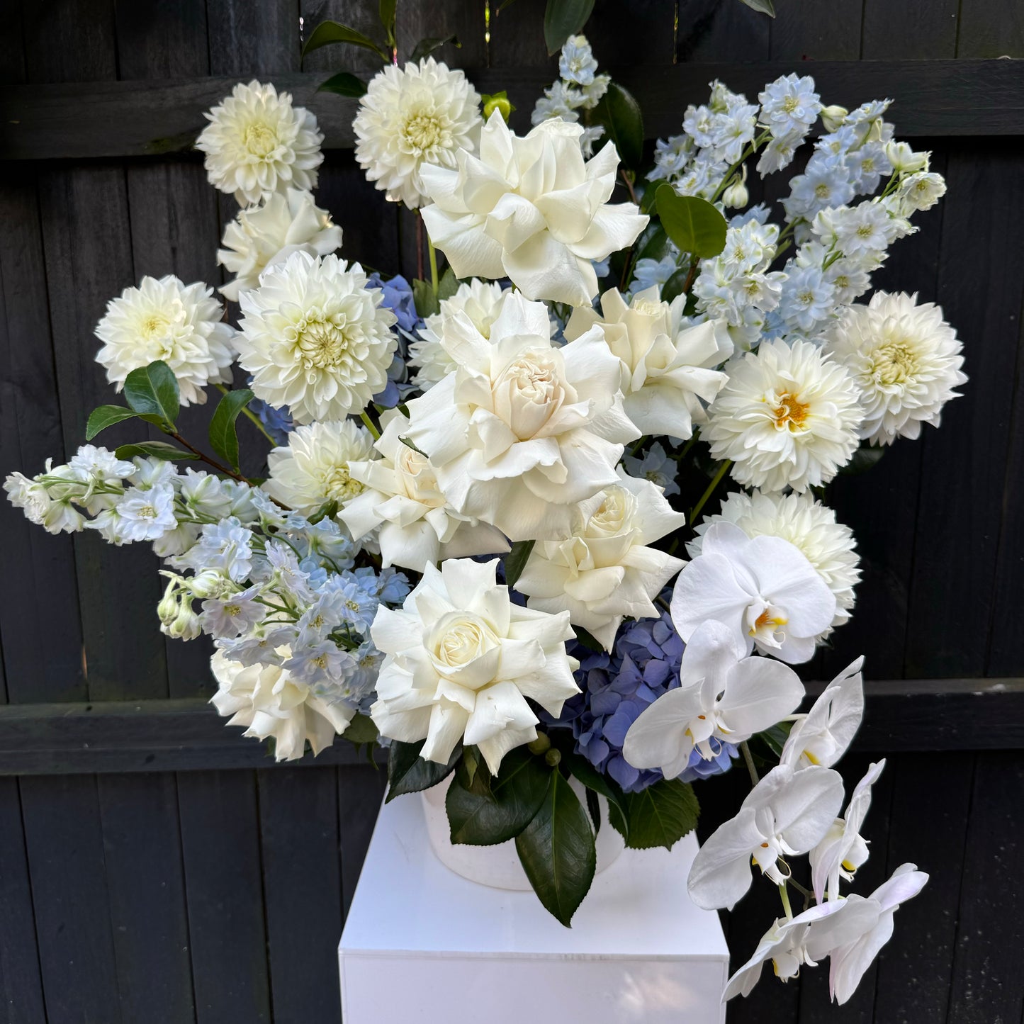 The Blue Breeze Arrangement Vase by Flowers on Norton St presents a stunning floral display featuring Colombian roses, dahlias, Phalaenopsis orchids, and light blue delphiniums against a dark wooden backdrop. These exquisite blooms are beautifully arranged in a white vase atop a pristine white pedestal.