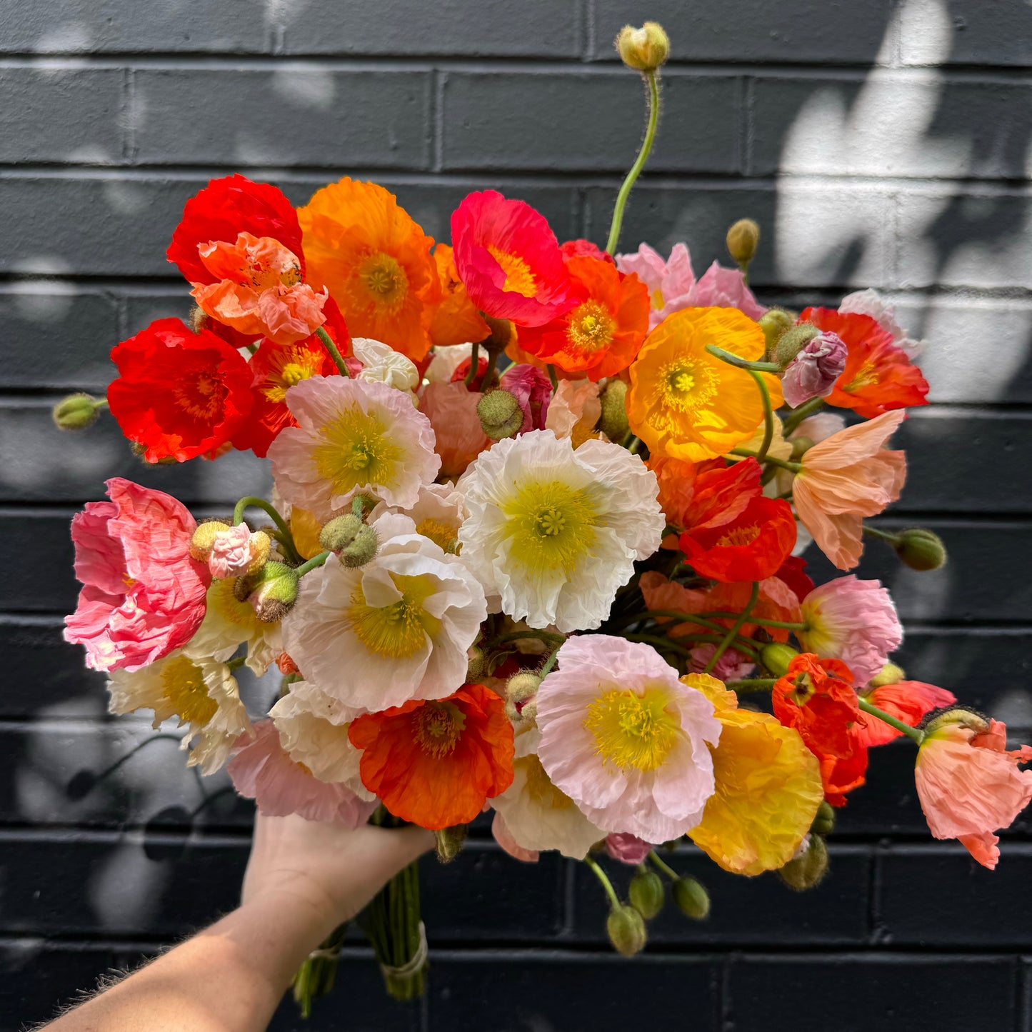 A vibrant bouquet of poppies in shades of white, pink, orange, and red is held against a dark brick wall. Sunlight casts dappled shadows on the wall, enhancing the colors of this stunning piece from Flowers on Norton St's Poppy Paradise collection—a perfect choice for eye-catching home decor.