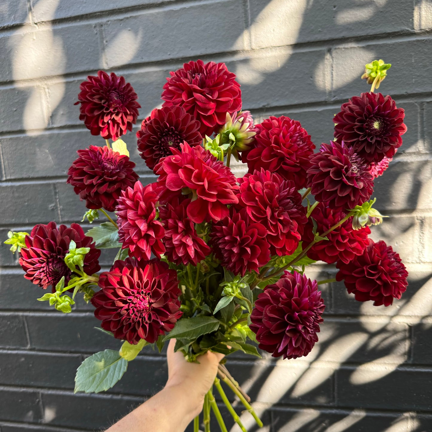 A hand showcases the Sweet Dahlia Bouquet by Flowers on Norton St against a textured gray brick wall. Sunlight casts soft shadows, highlighting the vibrant red petals and intricate patterns, making it perfect for weddings.