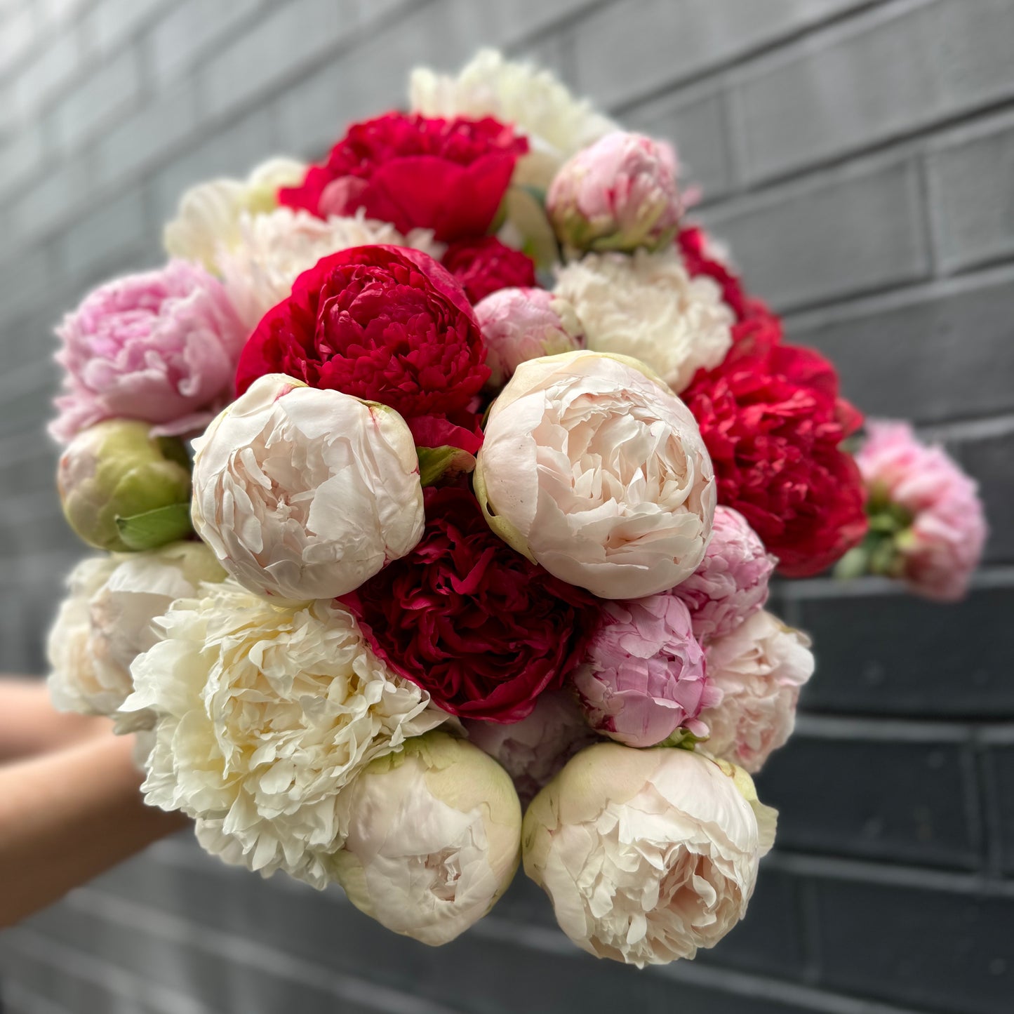 A hand holding a bouquet of FlowersonNortonSt Peonies captures the beauty of peony season in Australia. Perfectly vibrant and freshly picked, these blooms bring the joy of spring into any space. Experience this seasonal delight with FlowersonNortonSt Peonies delivered straight to your door in Sydney.