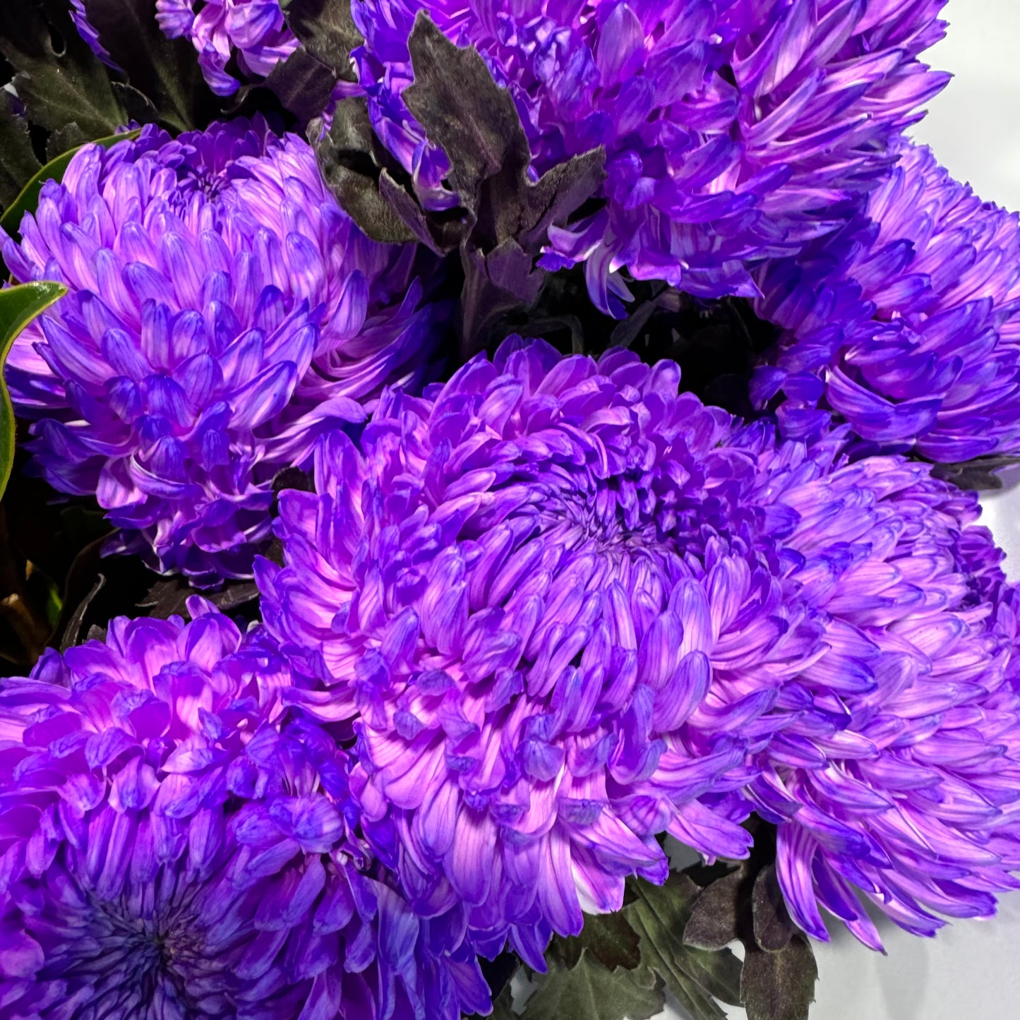 A detailed view of the Mums enMasse by Flowers on Norton St reveals radiant purple chrysanthemums with layered petals set against dark green leaves. These blossoms, ideal for a Mother's Day bouquet, are in full bloom, exhibiting a variety of purple shades that form a textured and colorful presentation.