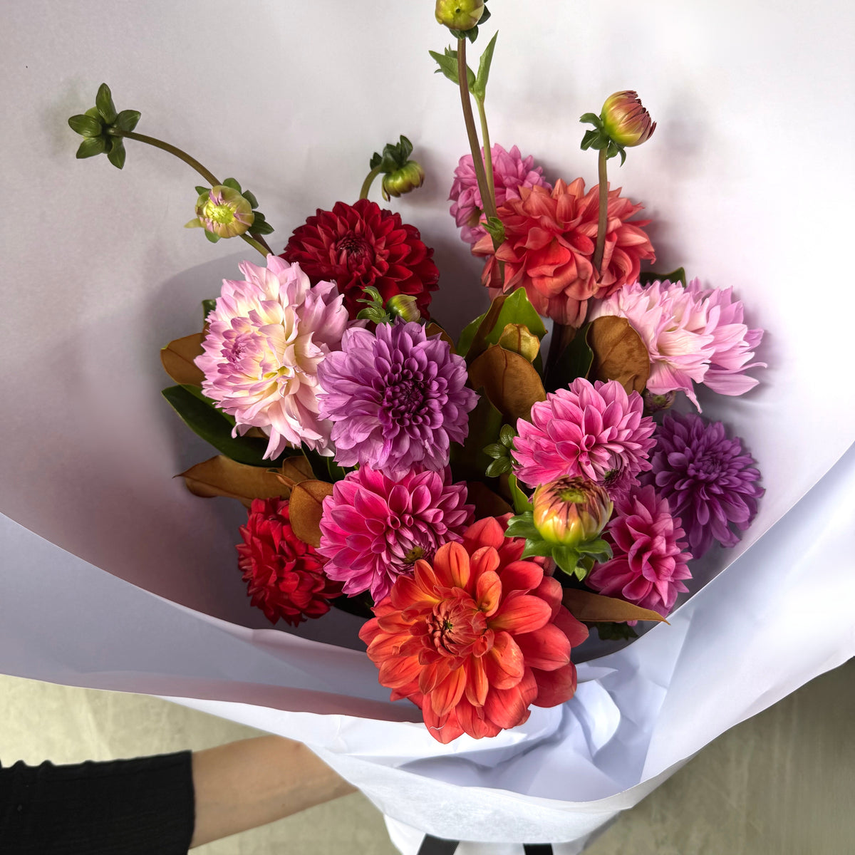 The Flowers on Norton St "Dahlia Delight - Pop of Colour Bouquet," perfect for weddings, showcases mixed pink, purple, red, and orange dahlias. Wrapped in white paper with budding blooms and lush green leaves against a light background, it's partially held by a visible hand.