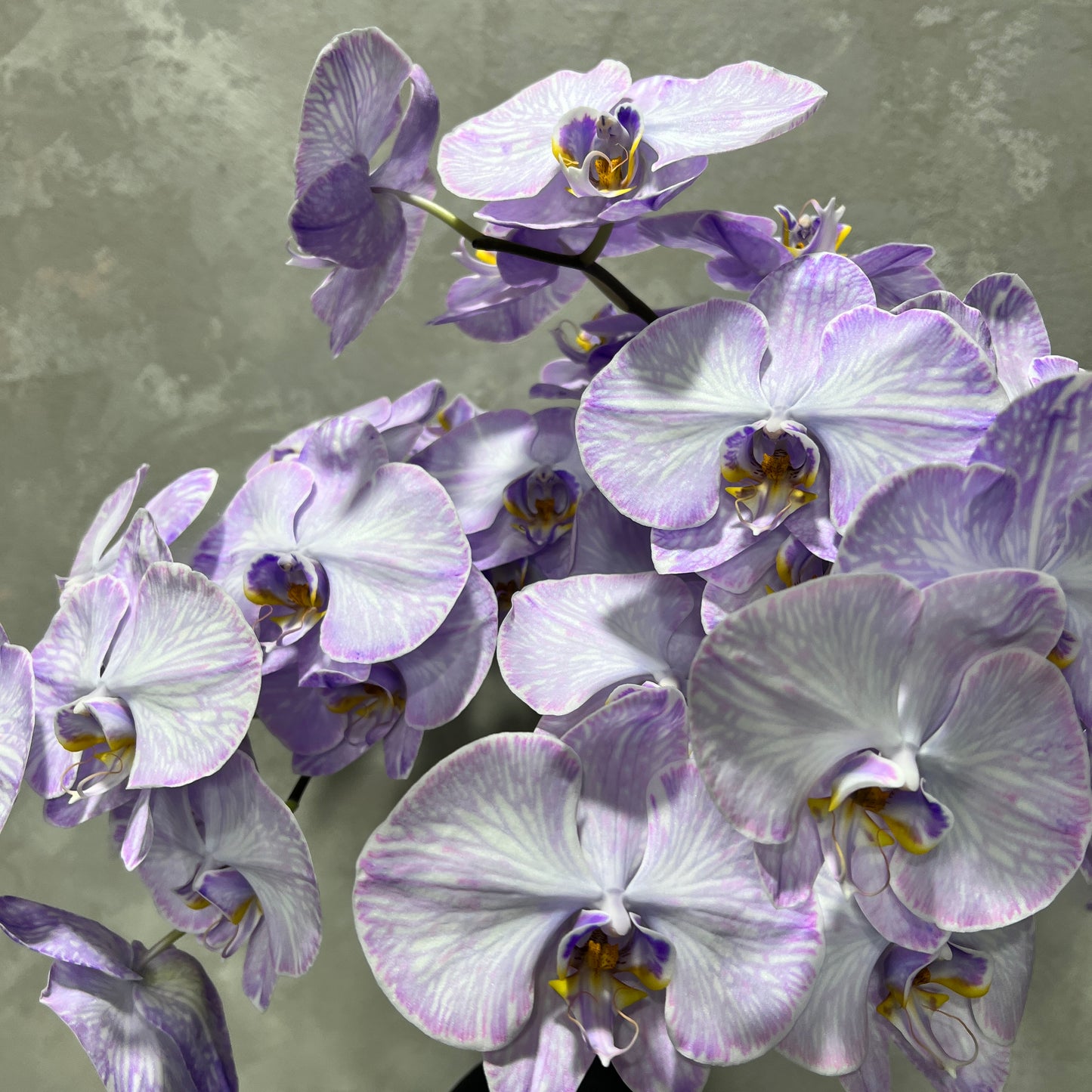 A cluster of Phalaenopsis Orchids Cut Stems from Flowers on Norton St, featuring delicate white streaks and yellow centers against a gray background. The petals have a soft sheen, creating an elegant and serene look ideal for Instagram-worthy arrangements.