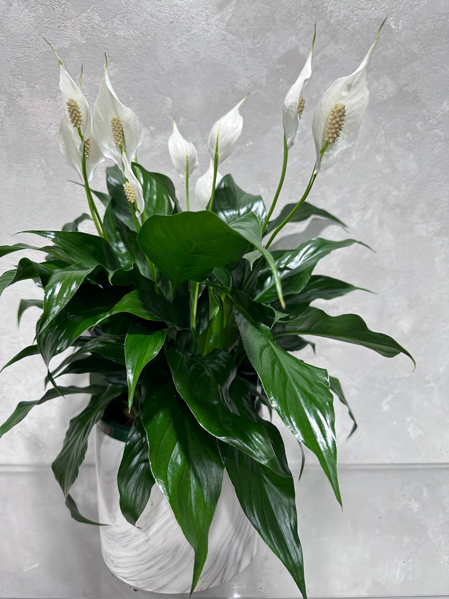 The Peace Lily by FlowersonNortonSt is an elegant indoor plant with white flowers, celebrated for its air-purifying qualities.