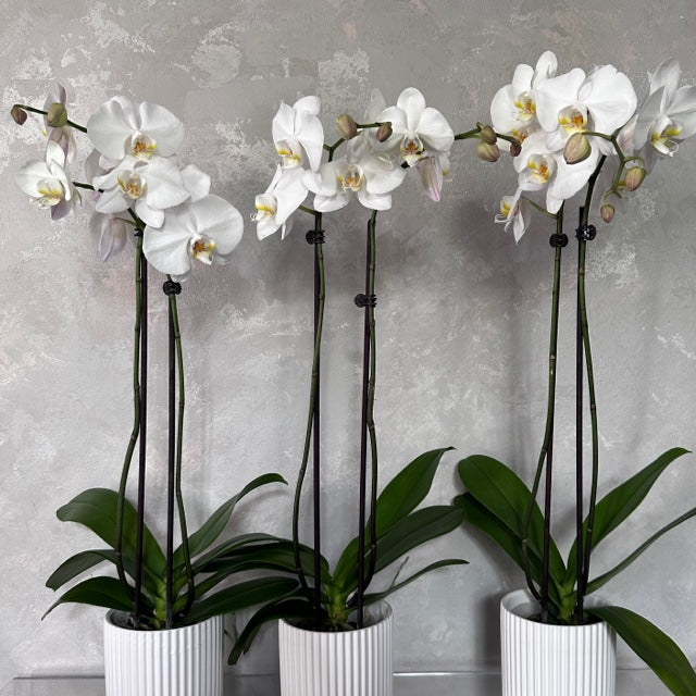 Three potted Phalaenopsis Orchid Plants from FlowersonNortonSt, blooming white against a textured gray wall, feature lush green leaves and tall elegant stems. The ceramic pots have vertical ridges, perfect for spaces with indirect light or as an elegant gift.