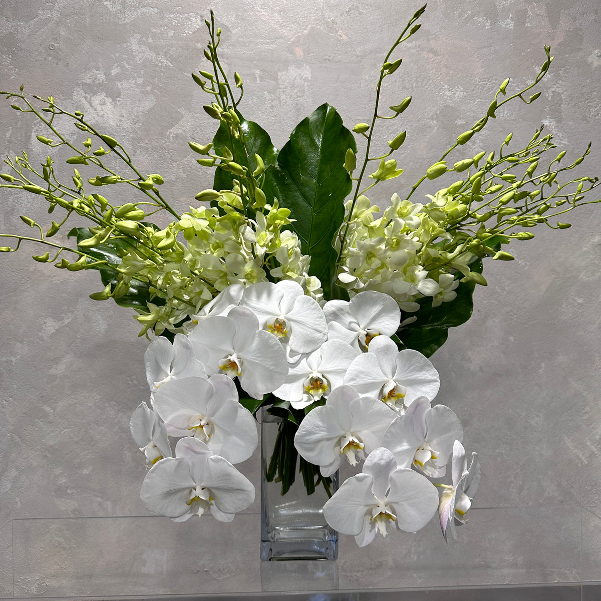 Introducing the Orchid Treasure Vase by Flowers on Norton St: A sophisticated centerpiece featuring a bouquet of white Phalaenopsis orchids with large green leaves, elegantly arranged in a square glass vase against a textured gray background. This elegant display is complemented by smaller green buds and lush foliage.