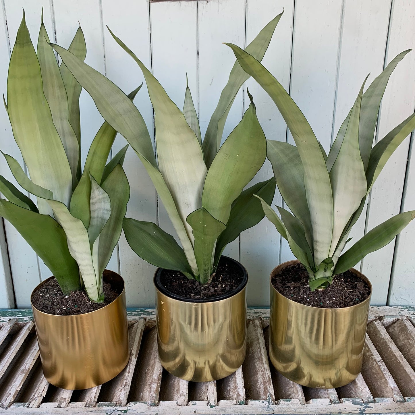 Three Sansevieria indoor plants, renowned for their low-maintenance nature, display their tall, pointed green leaves in gold-colored pots from FlowersonNortonSt. Elegantly arranged on a wooden surface against a light-colored panel background, they make an ideal housewarming gift.