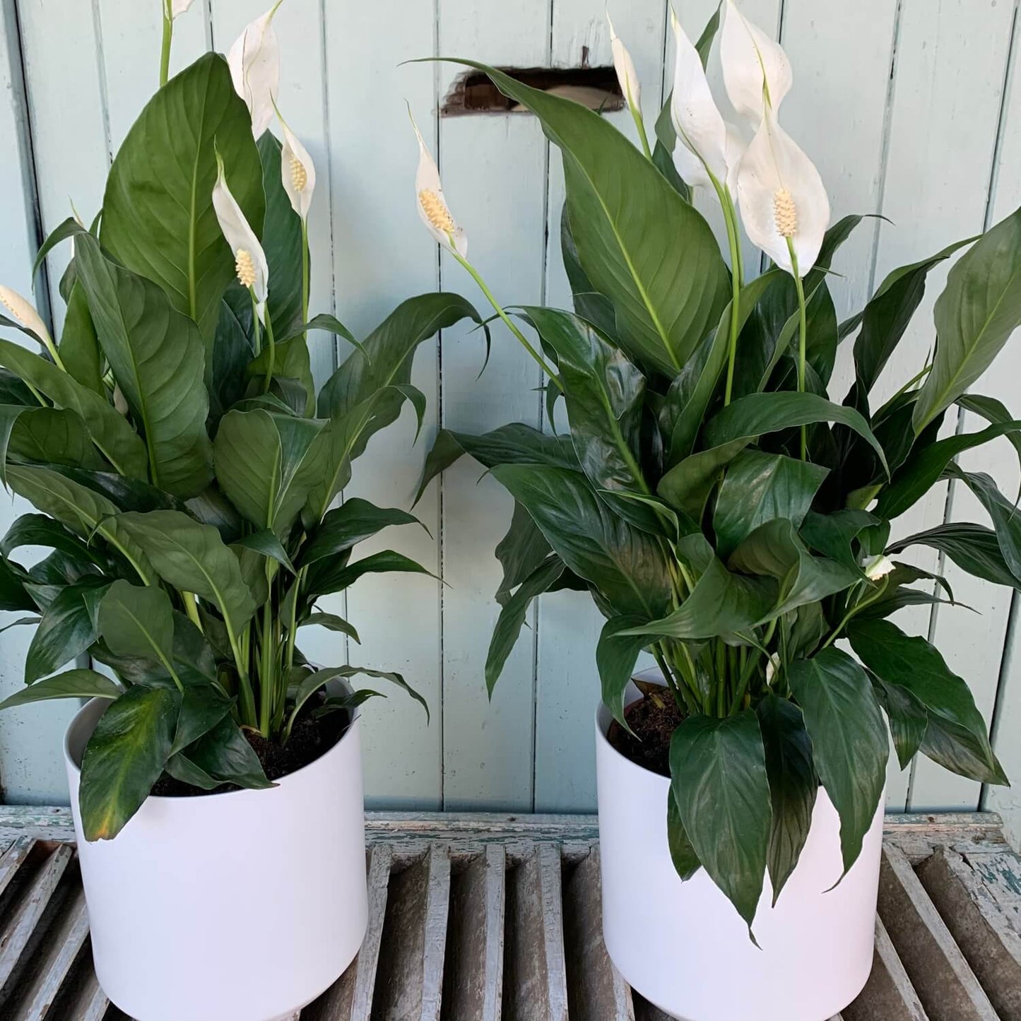 Two Peace Lily plants from FlowersonNortonSt, featuring lush green leaves and white blooms, are placed in white pots against a light blue wooden background. Known for their air-purifying qualities, these indoor plants rest elegantly on a slated wooden surface.