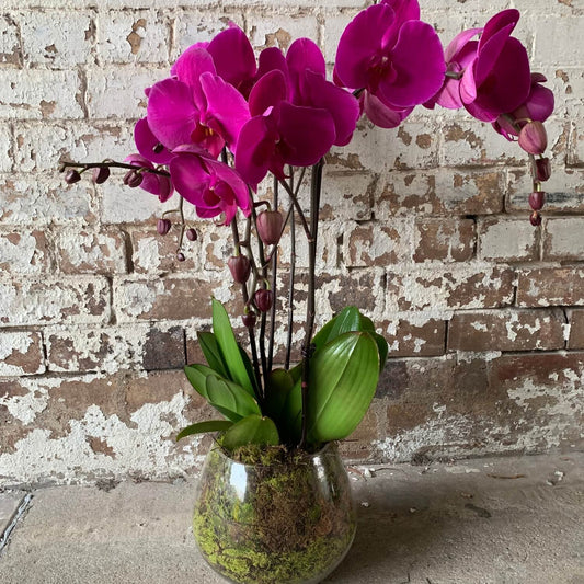 Phalaenopsis Orchid Deluxe
