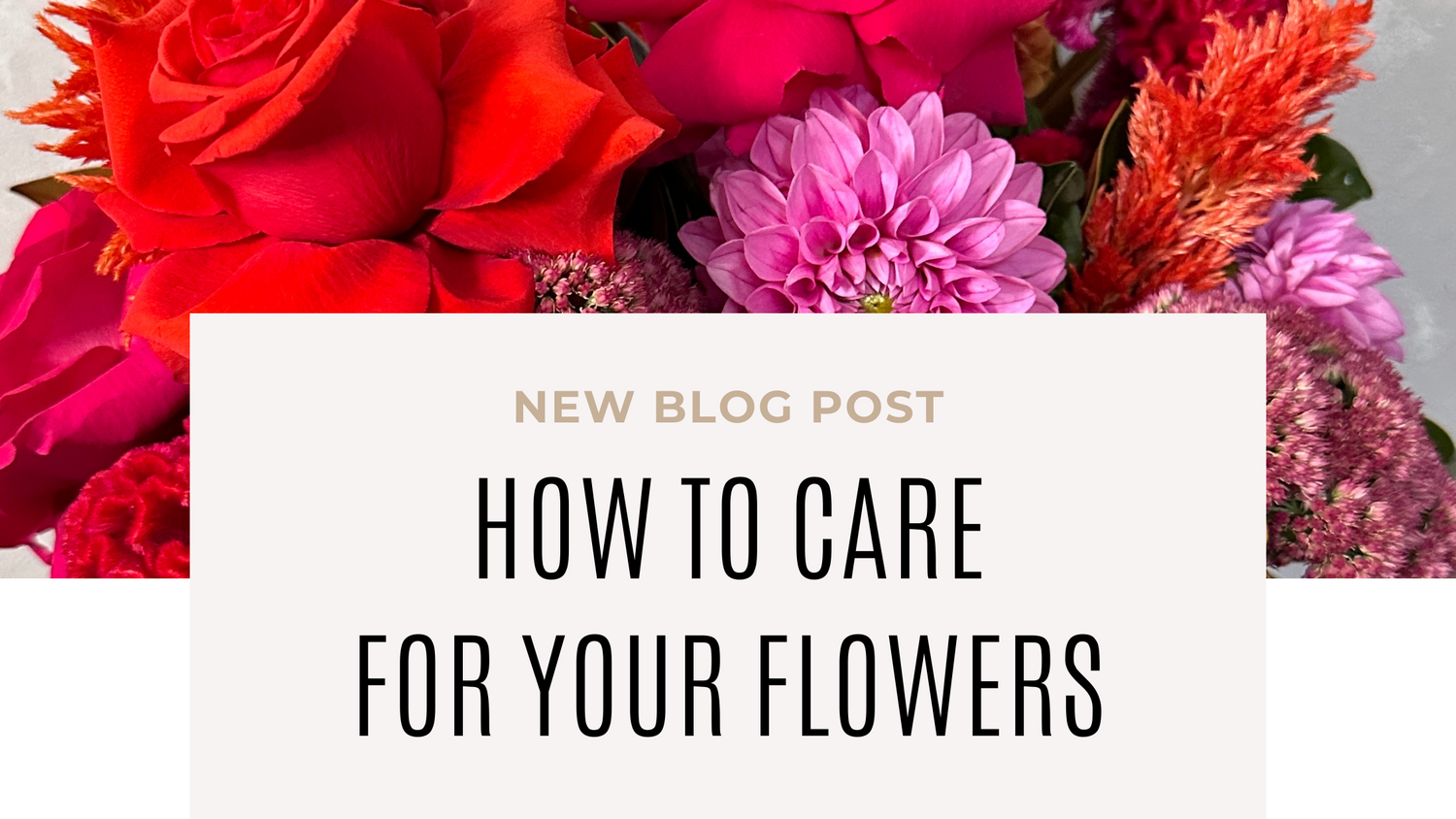 How to Care for Your Flowers Flowers on Norton St