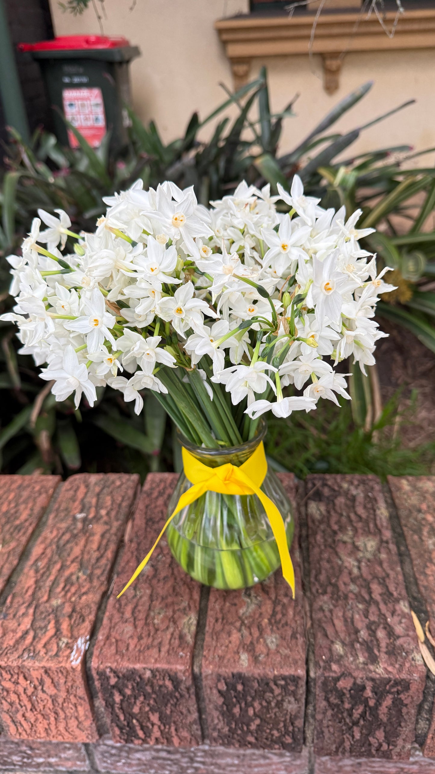 Jolly Jonquil July Member's Special