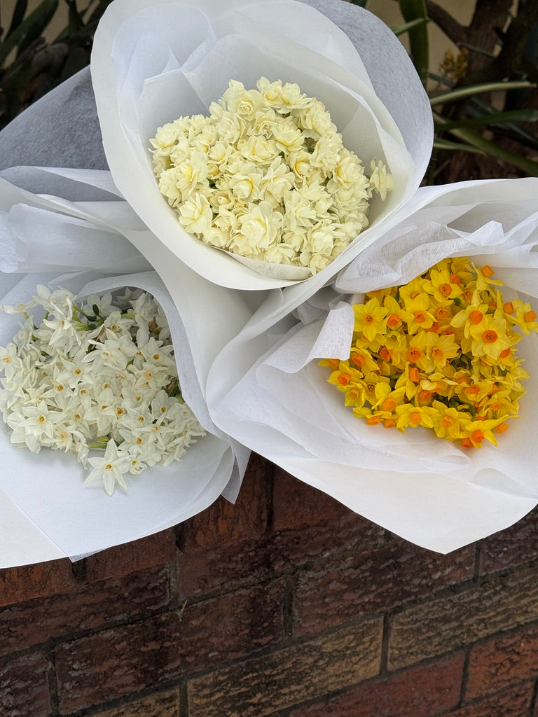 Jolly Jonquil July Member's Special