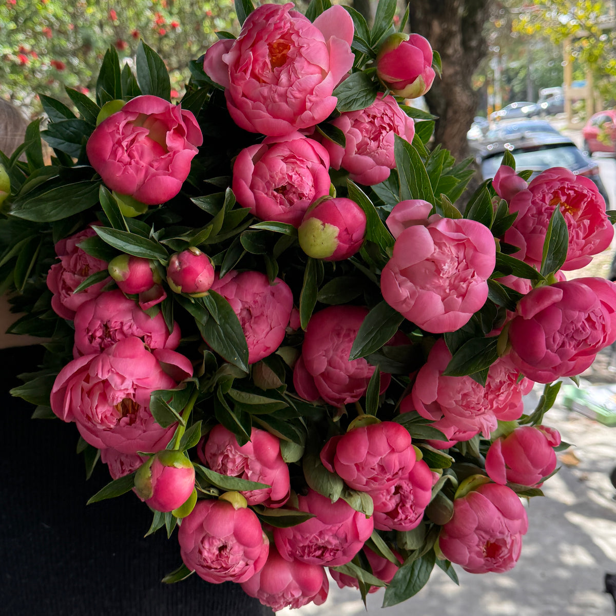 Coral Peonies