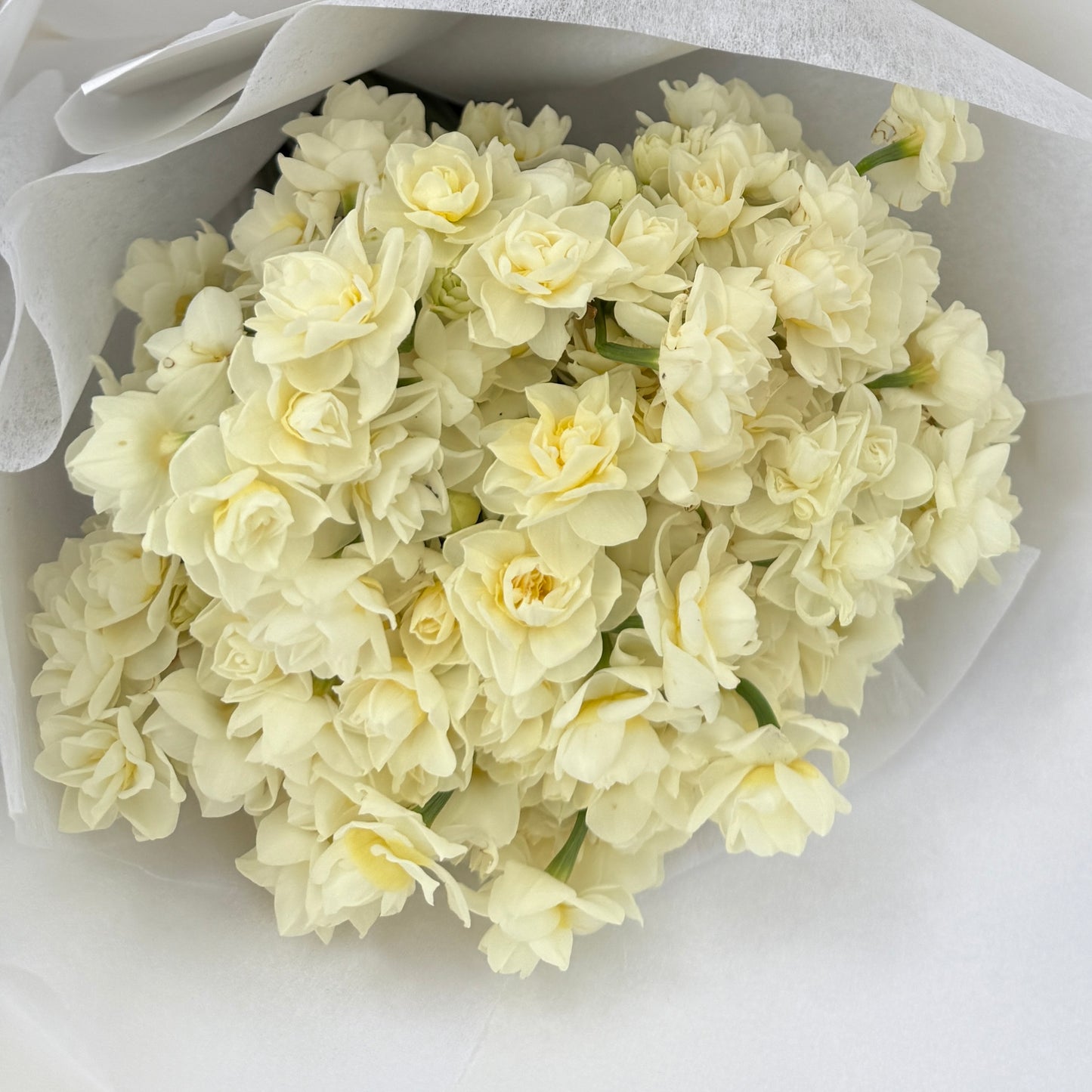 Jolly Jonquil July Member's Special