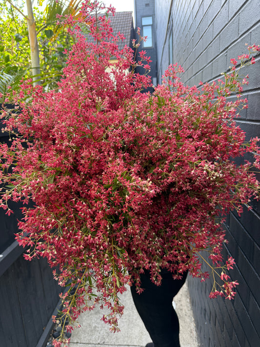 Christmas Bush- 1 Bunch