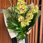 Cymbidium Orchid + Blossom August Special