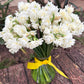 Jolly Jonquil July Member's Special