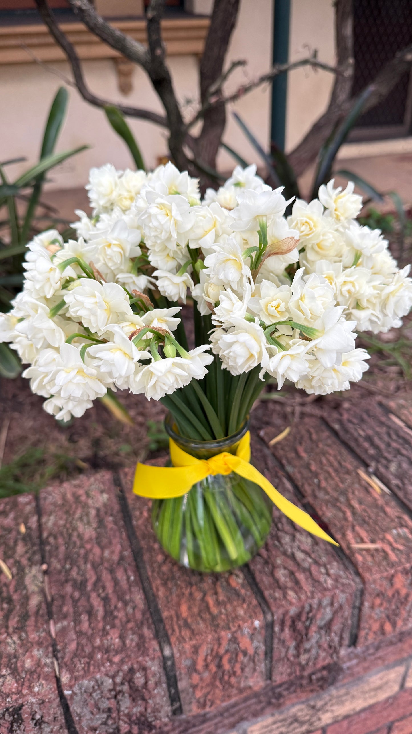 Jolly Jonquil July Member's Special