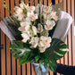 Cymbidium Orchid + Blossom August Special