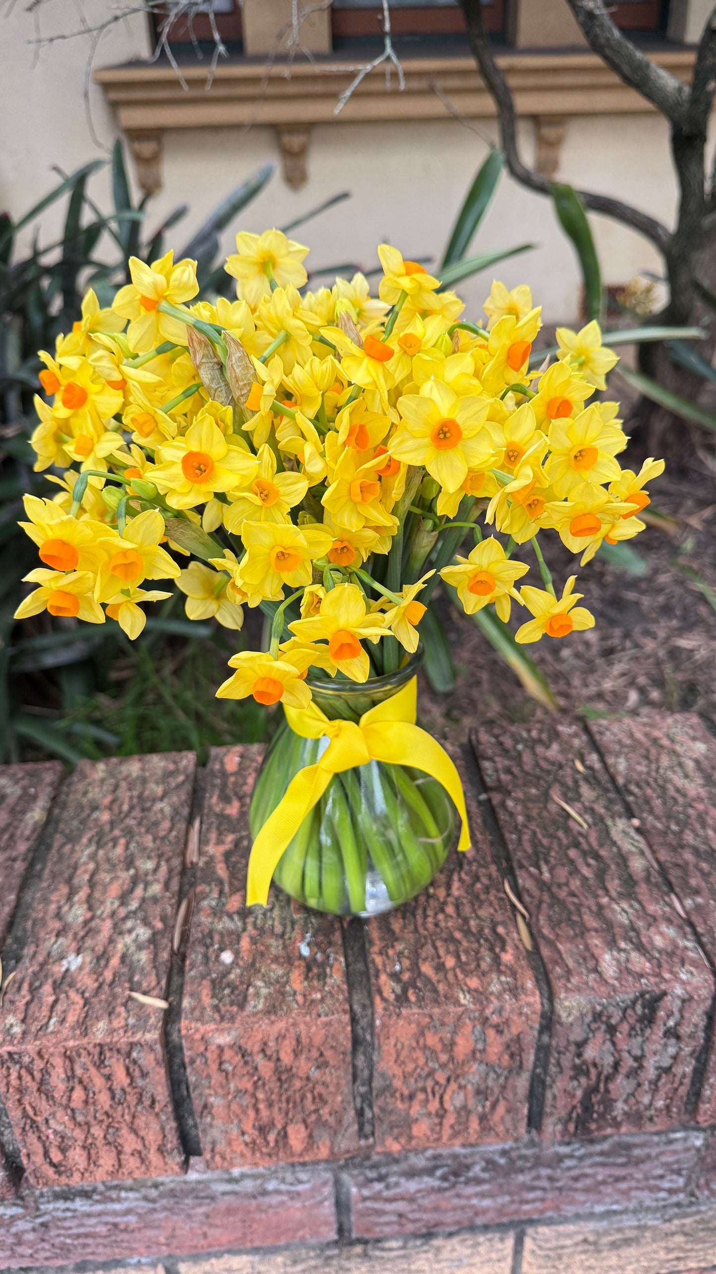 Jolly Jonquil July Member's Special