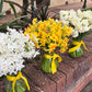 Jolly Jonquil July Member's Special