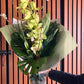 Cymbidium Orchid + Blossom August Special