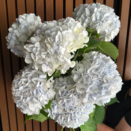 Large Hydrangeas