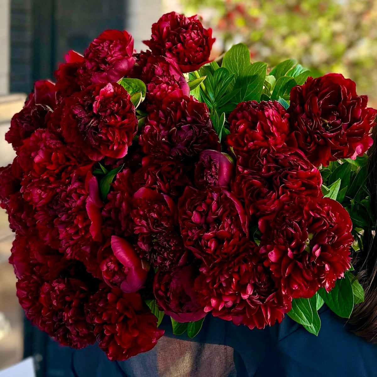Burgundy Peonies
